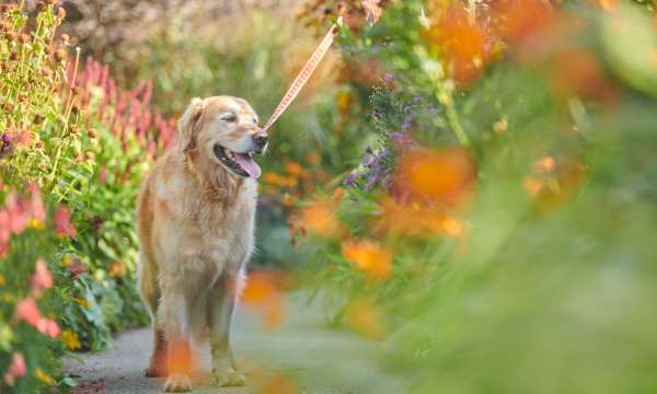 Dog at RHS Rosemoor